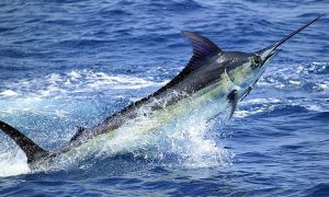 Blue-Marlin