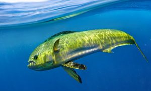 Mahi Mahi is the most common fish in the Caribbean and excellent