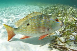 Mutton-Snapper