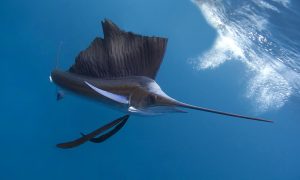 Sailfish