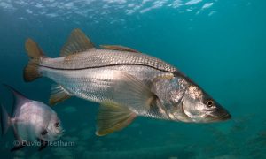 DAY OF RELEASE FISH IN PUERTO RICO 😁 