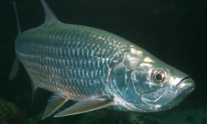 Tarpon