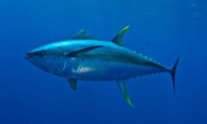 Yellowfin Tuna